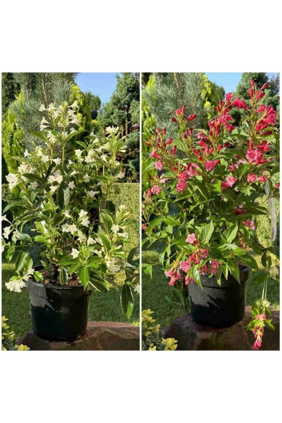 Вейгела гибридная Кандида 